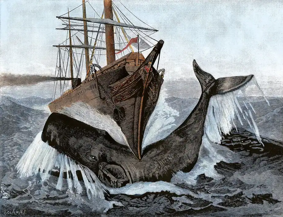 A mysterious organ in the sperm whale’s head gives it the power to sink ships