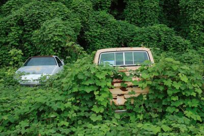 How Kudzu Was Supposed to Save the South