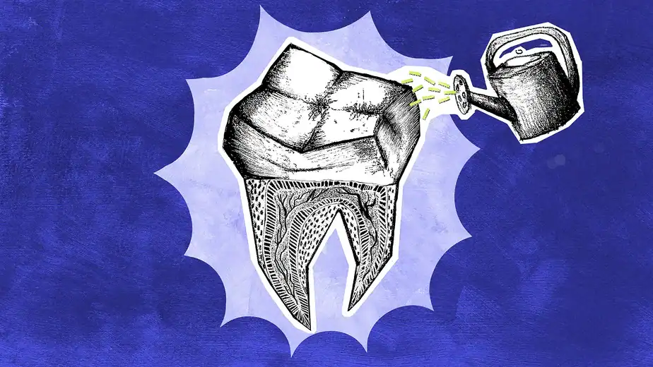 Scientists are regrowing human teeth